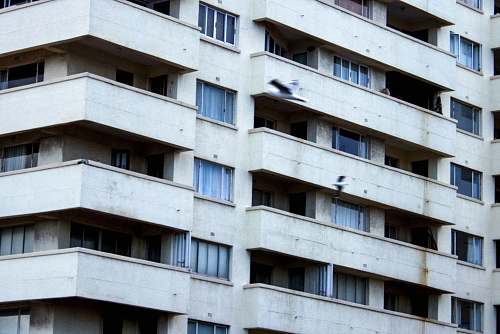 apartment building photo of white and blue bird taking flight near concrete building during daytime housing